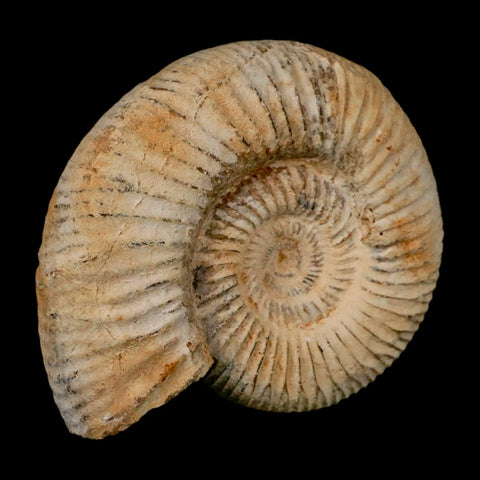 87MM Perisphinctes Ammonite Fossil Nautilus Madagascar Jurassic Age COA - Fossil Age Minerals
