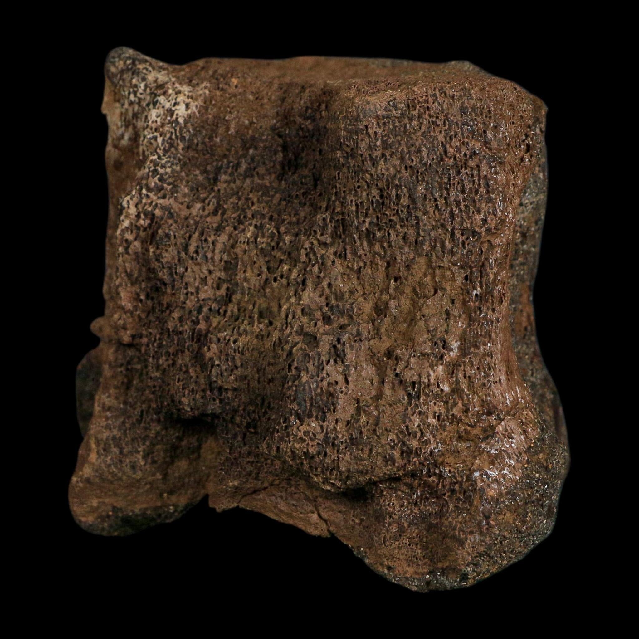 3.4" Edmontosaurus Fossil Vertebrae Hell Creek FM Cretaceous Dinosaur MT COA Stand