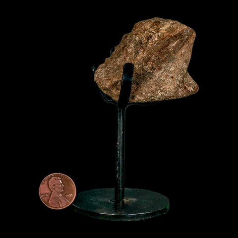 2.1" Dromaeosaurus Raptor Fossil Vertebrae Bone Cretaceous Dinosaur Hell Creek MT COA