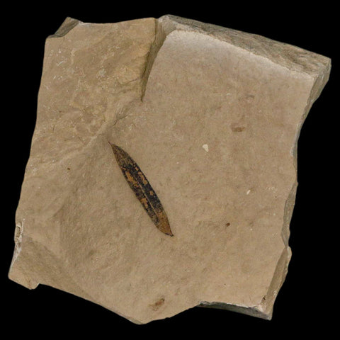 1" Caesalpinia Pecorae Divi Divi Trees Fossil Plant Leaf Eocene Age Uintah Utah - Fossil Age Minerals