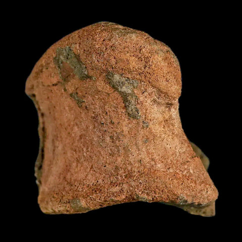 4.3" Edmontosaurus Fossil Toe Bone Lance Creek FM Cretaceous Dinosaur WY COA - Fossil Age Minerals