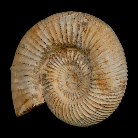 87MM Perisphinctes Ammonite Fossil Nautilus Madagascar Jurassic Age COA - Fossil Age Minerals