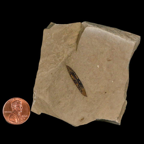 1" Caesalpinia Pecorae Divi Divi Trees Fossil Plant Leaf Eocene Age Uintah Utah - Fossil Age Minerals