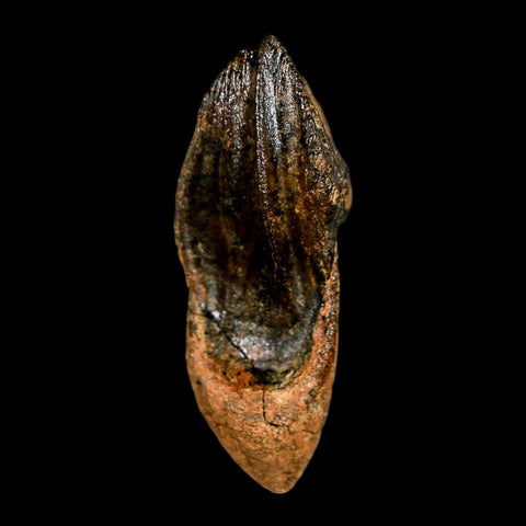 XXL 1.6" Triceratops Fossil Crown Tooth Hell Creek FM Cretaceous Dinosaur MT COA - Fossil Age Minerals