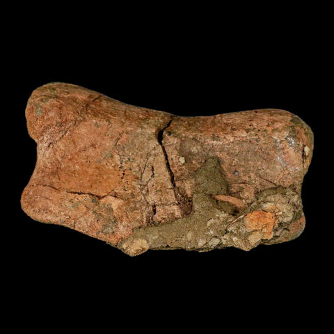 4.3" Edmontosaurus Fossil Toe Bone Lance Creek FM Cretaceous Dinosaur WY COA - Fossil Age Minerals