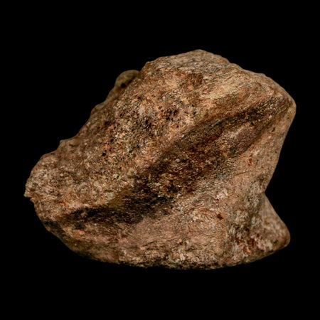 2.1" Dromaeosaurus Raptor Fossil Vertebrae Bone Cretaceous Dinosaur Hell Creek MT COA