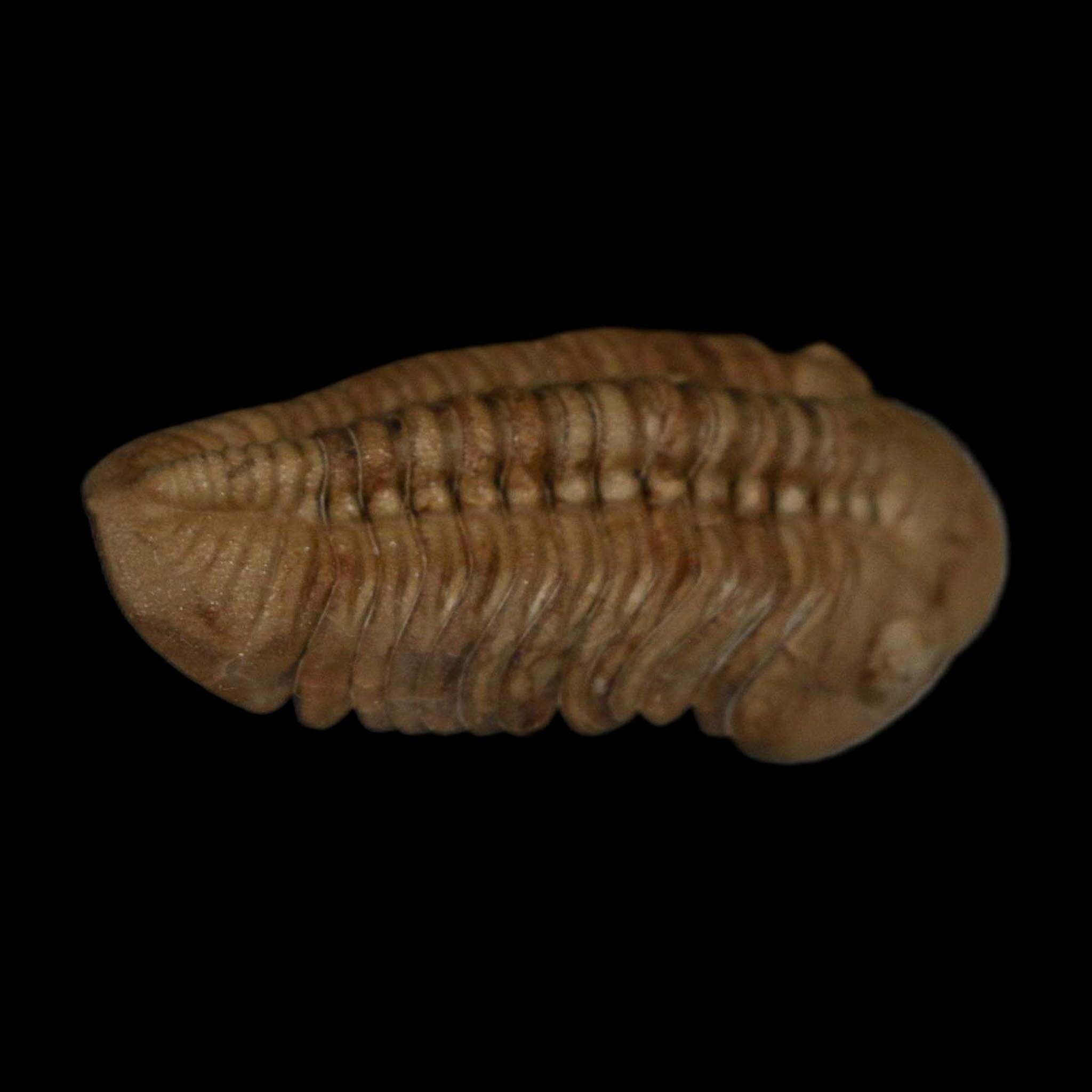1.7" Kainops Raymodi Trilobite Fossil In Matrix Compound eyes Black Cat Mountain OK - Fossil Age Minerals