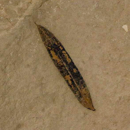 1" Caesalpinia Pecorae Divi Divi Trees Fossil Plant Leaf Eocene Age Uintah Utah