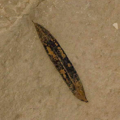 1" Caesalpinia Pecorae Divi Divi Trees Fossil Plant Leaf Eocene Age Uintah Utah - Fossil Age Minerals