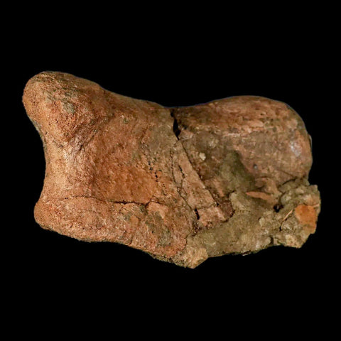 4.3" Edmontosaurus Fossil Toe Bone Lance Creek FM Cretaceous Dinosaur WY COA - Fossil Age Minerals