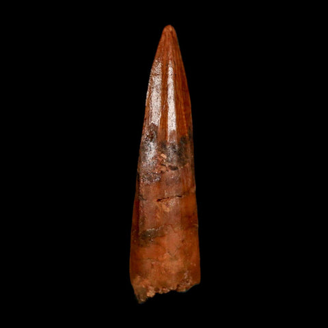 1.5" Spinosaurus Fossil Tooth 100 Million Years Old Cretaceous Dinosaur COA Stand