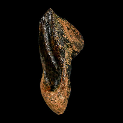 XXL 1.6" Triceratops Fossil Crown Tooth Hell Creek FM Cretaceous Dinosaur MT COA - Fossil Age Minerals