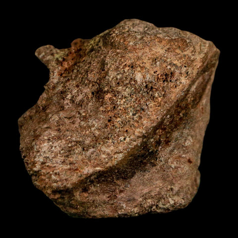 2.1" Dromaeosaurus Raptor Fossil Vertebrae Bone Cretaceous Dinosaur Hell Creek MT COA