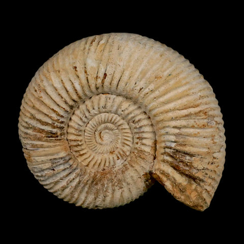 90MM Perisphinctes Ammonite Fossil Nautilus Madagascar Jurassic Age COA - Fossil Age Minerals