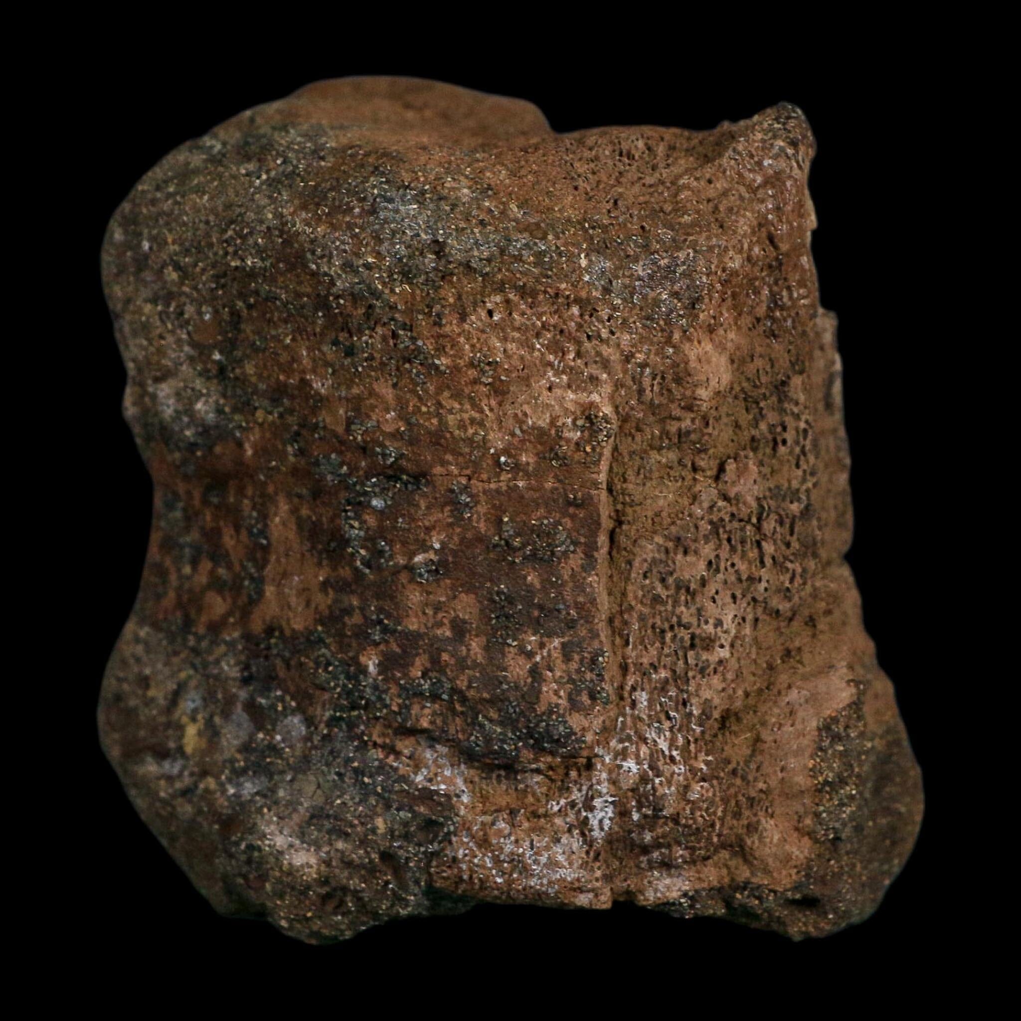 3.4" Edmontosaurus Fossil Vertebrae Hell Creek FM Cretaceous Dinosaur MT COA Stand