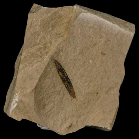 1" Caesalpinia Pecorae Divi Divi Trees Fossil Plant Leaf Eocene Age Uintah Utah - Fossil Age Minerals