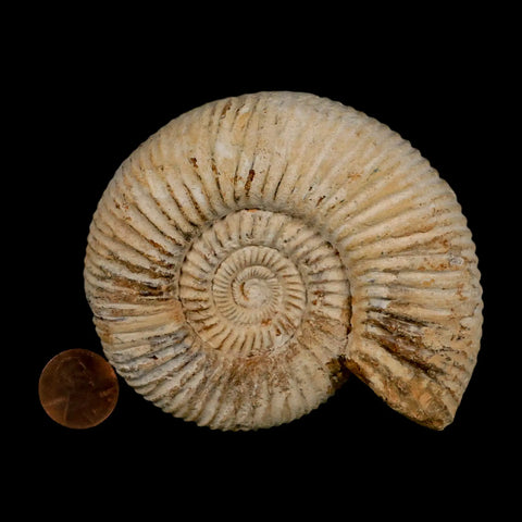 90MM Perisphinctes Ammonite Fossil Nautilus Madagascar Jurassic Age COA - Fossil Age Minerals