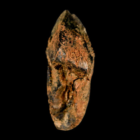 XXL 1.6" Triceratops Fossil Crown Tooth Hell Creek FM Cretaceous Dinosaur MT COA - Fossil Age Minerals