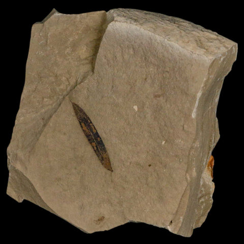 1" Caesalpinia Pecorae Divi Divi Trees Fossil Plant Leaf Eocene Age Uintah Utah - Fossil Age Minerals