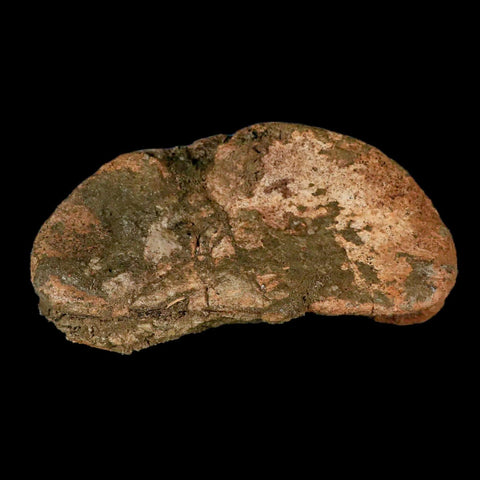 4.3" Edmontosaurus Fossil Toe Bone Lance Creek FM Cretaceous Dinosaur WY COA - Fossil Age Minerals