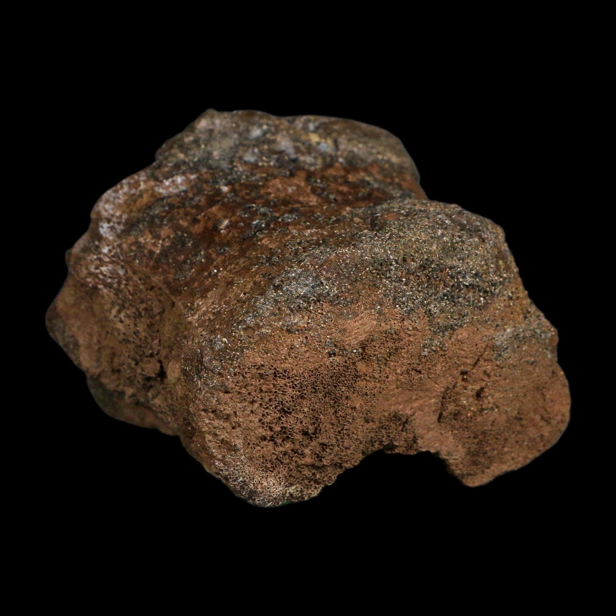 3.4" Edmontosaurus Fossil Vertebrae Hell Creek FM Cretaceous Dinosaur MT COA Stand