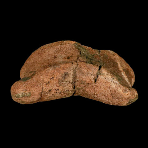 4.3" Edmontosaurus Fossil Toe Bone Lance Creek FM Cretaceous Dinosaur WY COA - Fossil Age Minerals