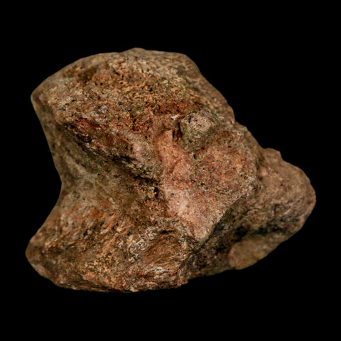 2.1" Dromaeosaurus Raptor Fossil Vertebrae Bone Cretaceous Dinosaur Hell Creek MT COA