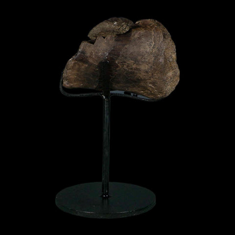 3.4" Stegosaurus Fossil Vertebrae Morrison FM Colorado Jurassic Age Dinosaur COA Stand