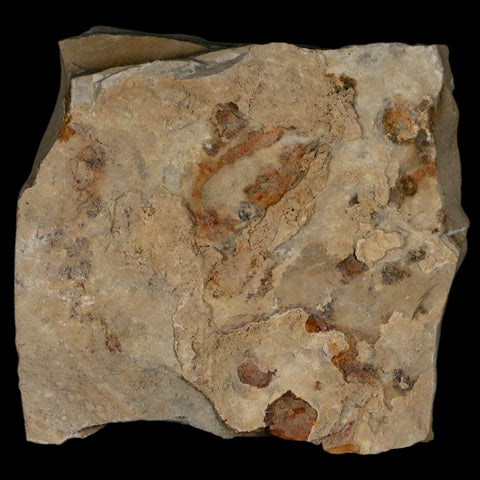 1" Caesalpinia Pecorae Divi Divi Trees Fossil Plant Leaf Eocene Age Uintah Utah - Fossil Age Minerals