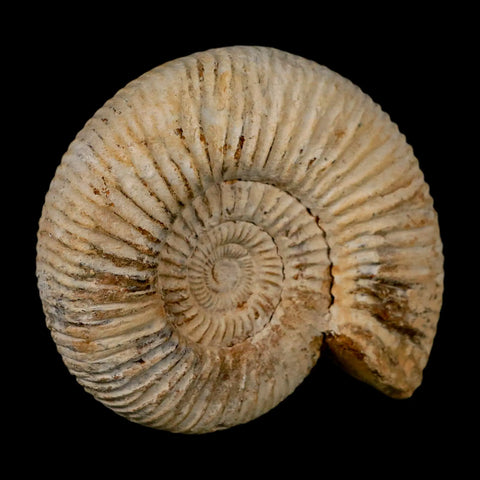 90MM Perisphinctes Ammonite Fossil Nautilus Madagascar Jurassic Age COA - Fossil Age Minerals