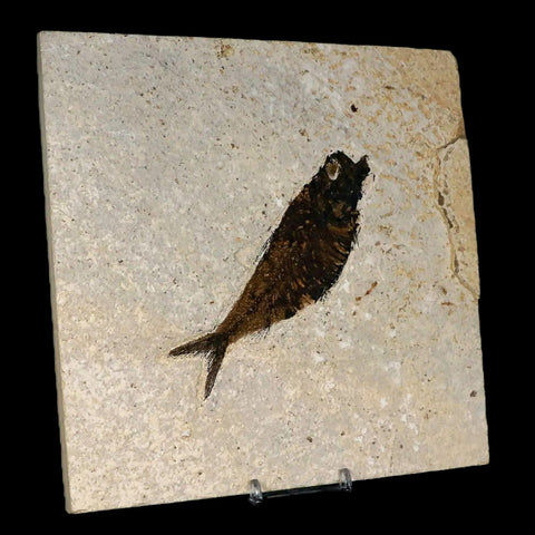 XL 4.8" Knightia Eocaena Fossil Fish Green River FM WY Eocene Age COA & Stand - Fossil Age Minerals