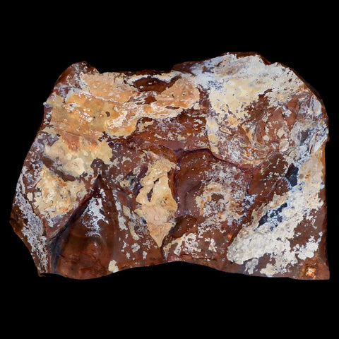 2" Detailed Ginkgo Cranei Fossil Plant Leaf Morton County, ND Paleocene Age COA - Fossil Age Minerals