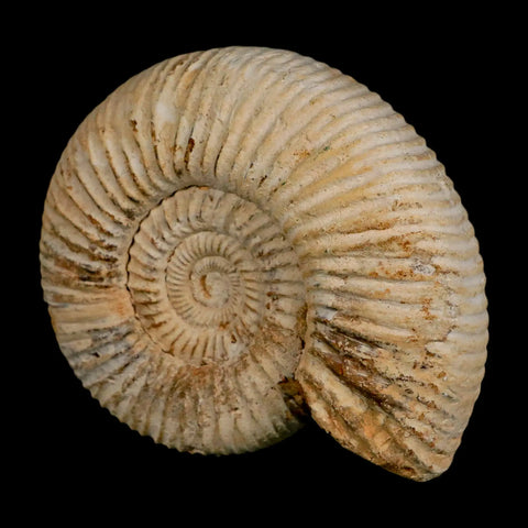 90MM Perisphinctes Ammonite Fossil Nautilus Madagascar Jurassic Age COA - Fossil Age Minerals