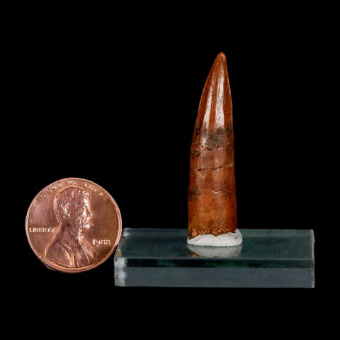 1.5" Spinosaurus Fossil Tooth 100 Million Years Old Cretaceous Dinosaur COA Stand