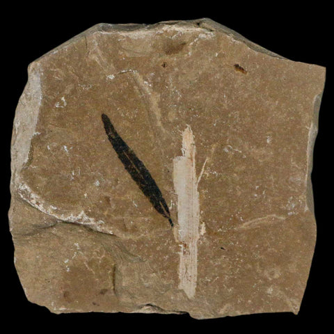 1.1" Detailed Cedrelospermum Nervosum Fossil Plant Leaf Eocene Age Green River UT - Fossil Age Minerals