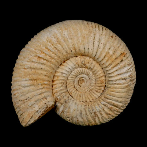 90MM Perisphinctes Ammonite Fossil Nautilus Madagascar Jurassic Age COA - Fossil Age Minerals