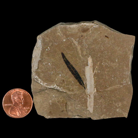 1.1" Detailed Cedrelospermum Nervosum Fossil Plant Leaf Eocene Age Green River UT - Fossil Age Minerals