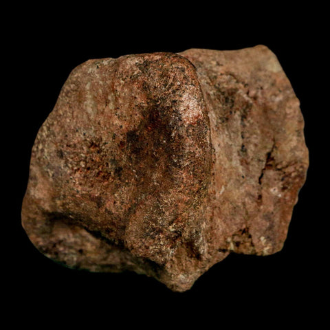 2.1" Dromaeosaurus Raptor Fossil Vertebrae Bone Cretaceous Dinosaur Hell Creek MT COA