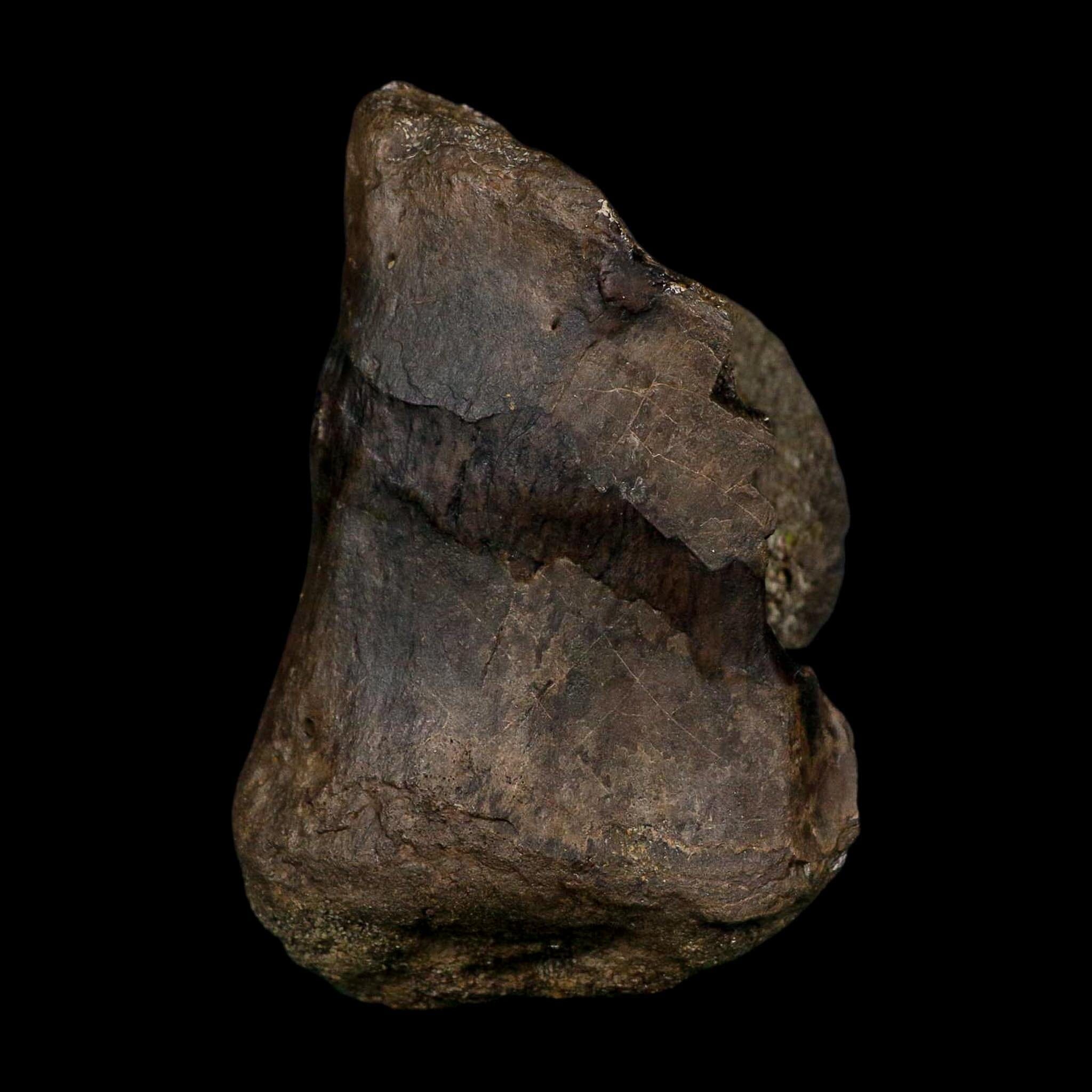 3.4" Stegosaurus Fossil Vertebrae Morrison FM Colorado Jurassic Age Dinosaur COA Stand - Fossil Age Minerals