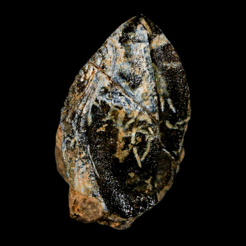 XL 1.1" Triceratops Fossil Crown Tooth Hell Creek FM Cretaceous Dinosaur MT COA Stand - Fossil Age Minerals