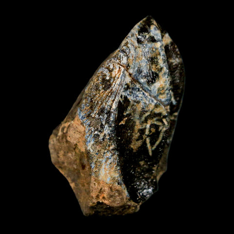 XL 1.1" Triceratops Fossil Crown Tooth Hell Creek FM Cretaceous Dinosaur MT COA Stand - Fossil Age Minerals