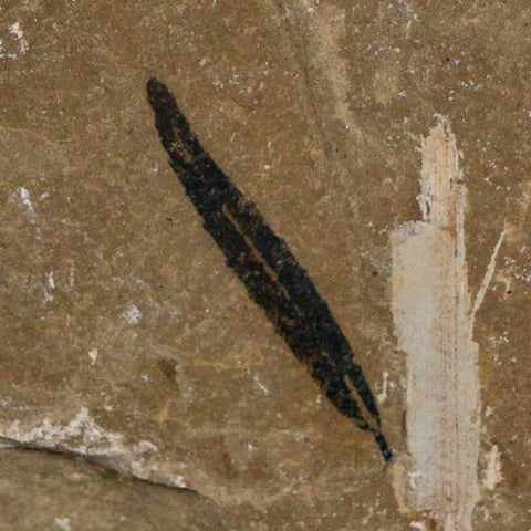 1.1" Detailed Cedrelospermum Nervosum Fossil Plant Leaf Eocene Age Green River UT - Fossil Age Minerals