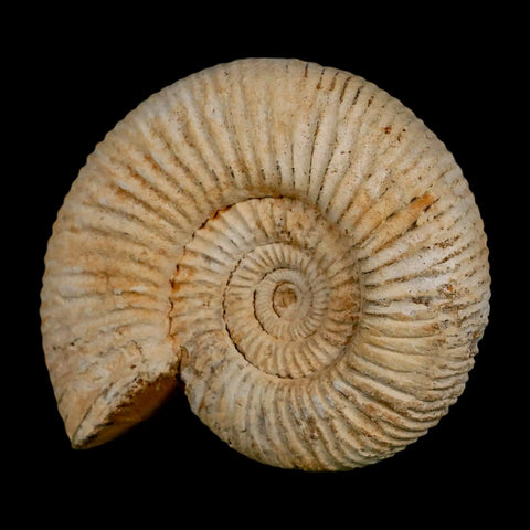 90MM Perisphinctes Ammonite Fossil Nautilus Madagascar Jurassic Age COA - Fossil Age Minerals