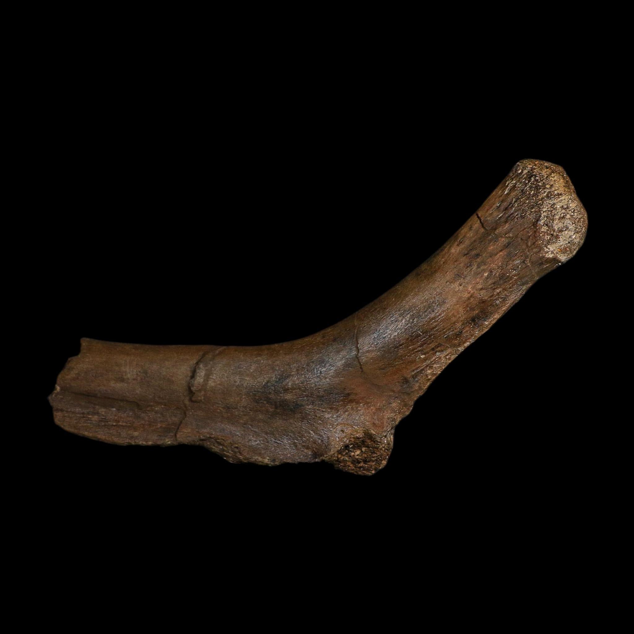 7.5" Hypacrosaurus Dinosaur Fossil Rib Hinge Bone Two Medicine FM Montana COA