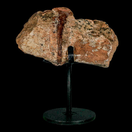 2.1" Dromaeosaurus Raptor Fossil Articulated Vertebrae Cretaceous Dinosaur Hell Creek MT