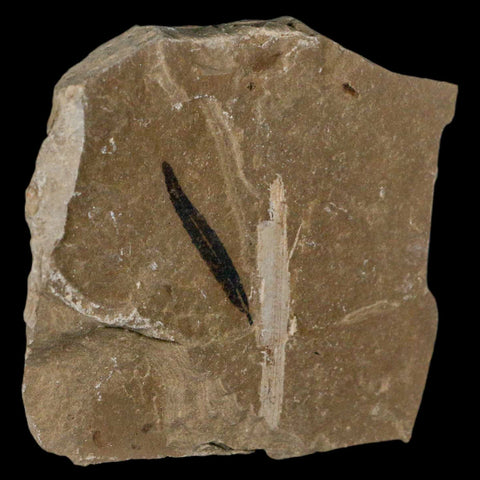 1.1" Detailed Cedrelospermum Nervosum Fossil Plant Leaf Eocene Age Green River UT - Fossil Age Minerals