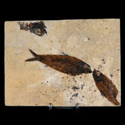 2 Two Knightia Eocaena Fossil Fish Green River FM WY Eocene Age COA & Stand