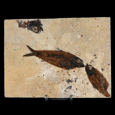 2 Two Knightia Eocaena Fossil Fish Green River FM WY Eocene Age COA & Stand - Fossil Age Minerals