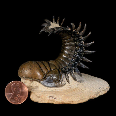 3.8" Crotalocephalus Gibbus Trilobite Fossil Morocco Devonian Age 400 Mil Yrs Old - Fossil Age Minerals