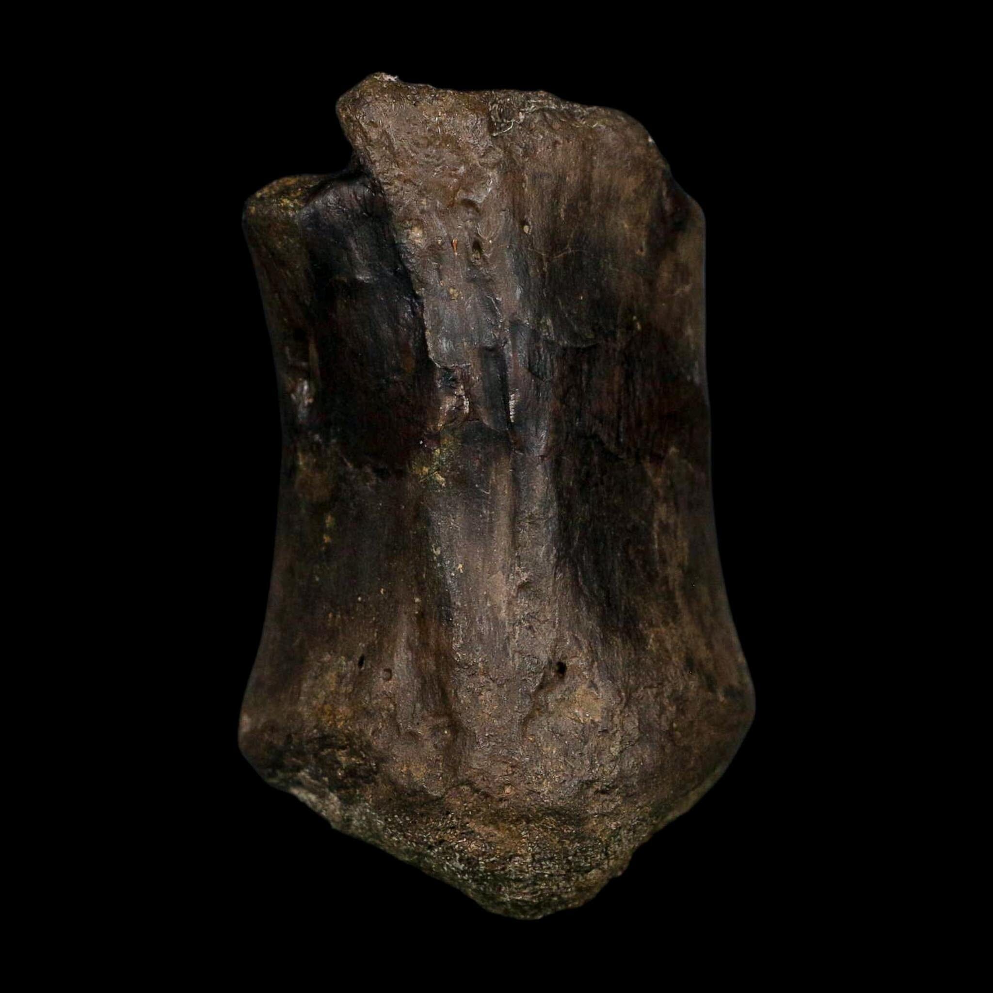 3.4" Stegosaurus Fossil Vertebrae Morrison FM Colorado Jurassic Age Dinosaur COA Stand - Fossil Age Minerals